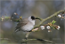 <p>PĚNICE ČERNOHLAVÁ (Sylvia atricapilla) Šluknovsko /Eurasian blackcap - Mönchsgrasmücke/</p>